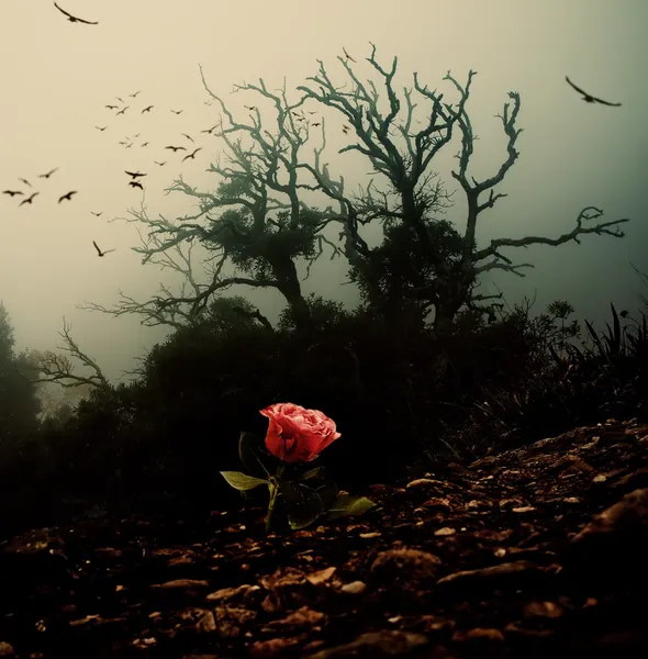Czerwona róża rośnie przez gleby przed straszne drzewa — Zdjęcie stockowe