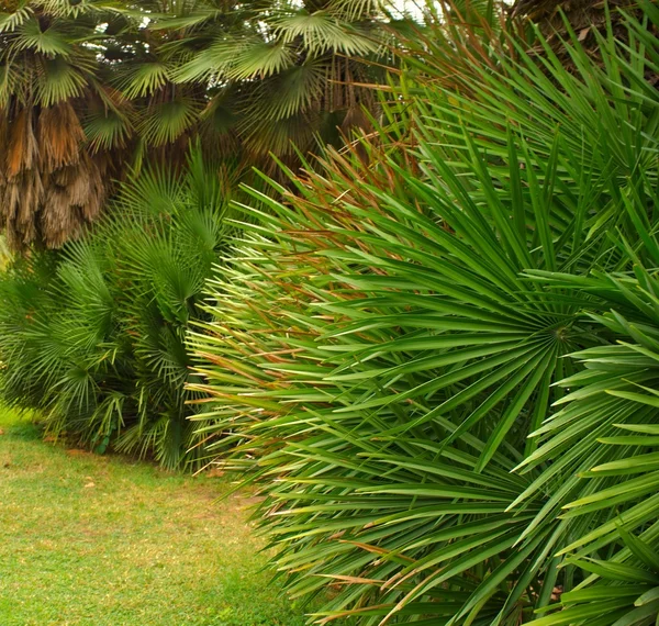 Тропічні рослини в парку — стокове фото