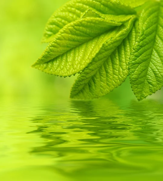 Zelený list, odráží ve vodě — Stock fotografie