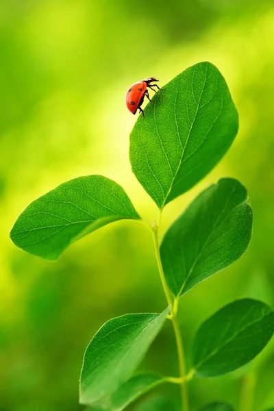 Ладібуг сидить на зеленому листі — стокове фото