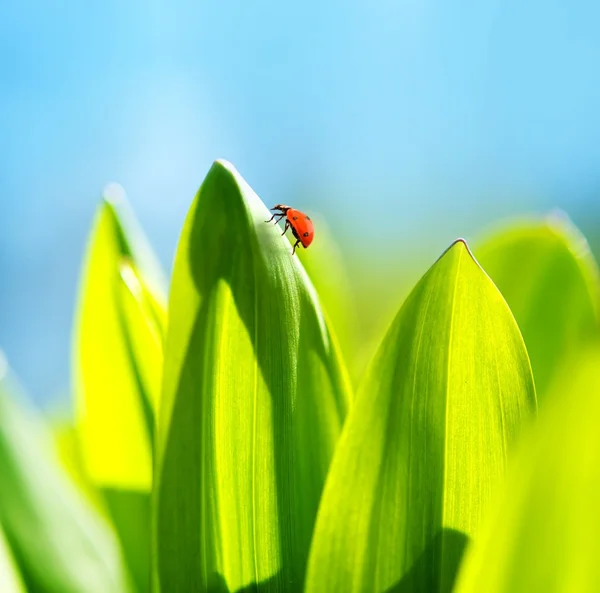 푸른 풀 위에 앉아 있는 무당벌레 — 스톡 사진