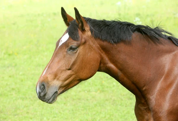 stock image Brown horse head