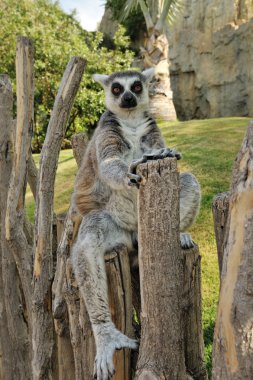 Madagascar's ring-tailed lemur sitting in funny pose outdoors. clipart