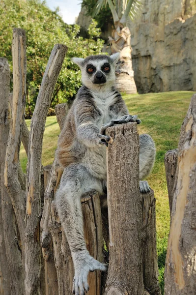 Le lémurien à queue cerclée de Madagascar assis dans une drôle de pose à l'extérieur . — Photo