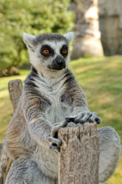 Madagascar's ring-tailed lemur sitting in funny pose outdoors. — Stock Photo, Image