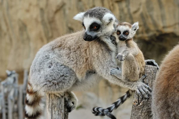El lémur de cola anillada de Madagascar con el pequeño cachorro en la espalda . —  Fotos de Stock