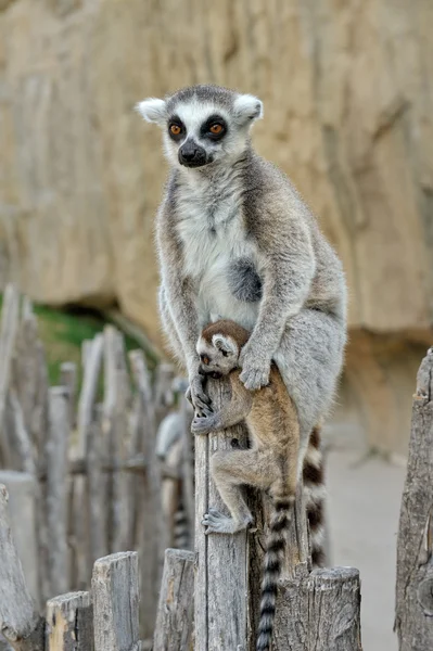 Madagascar's ring-tailed lemur with the small cub on a back. — Stock Photo, Image