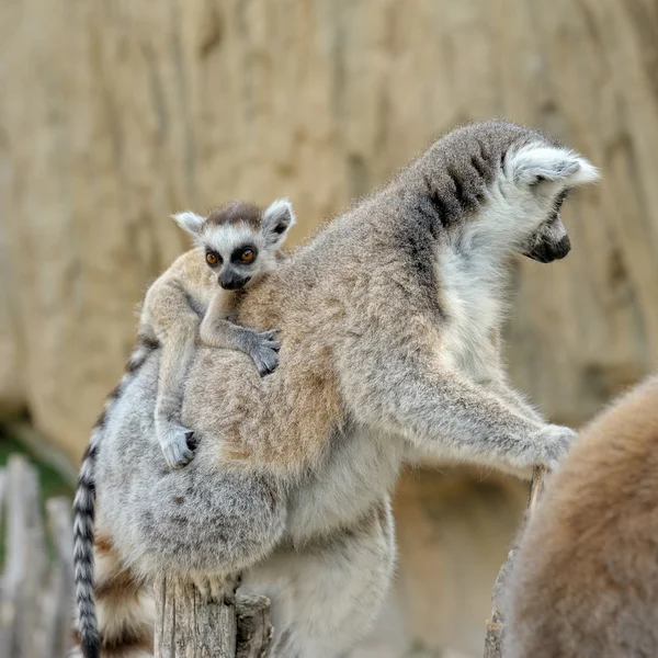 Madagascar's ring-tailed lemur with the small cub on a back. — Stock Photo, Image