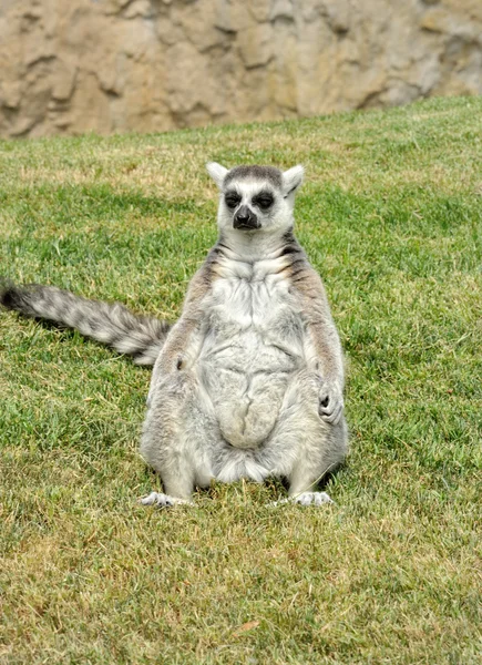 Madagascar's ring-tailed lemur sitting in funny pose on the gras — Stock Photo, Image