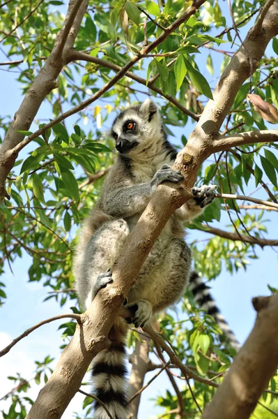 Madagaskars Ringelschwanzmaki sitzt auf dem Baum. — Stockfoto