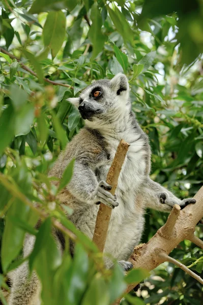 El lémur de cola anillada de Madagascar sentado en el árbol . — Foto de Stock