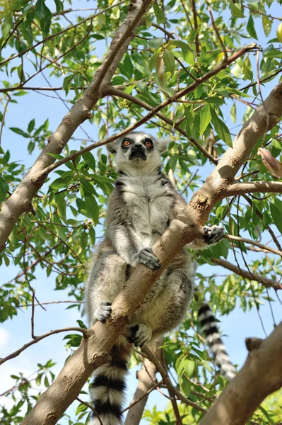Madagaskar'ın ring-tailed lemur ağaçta oturuyor. — Stok fotoğraf