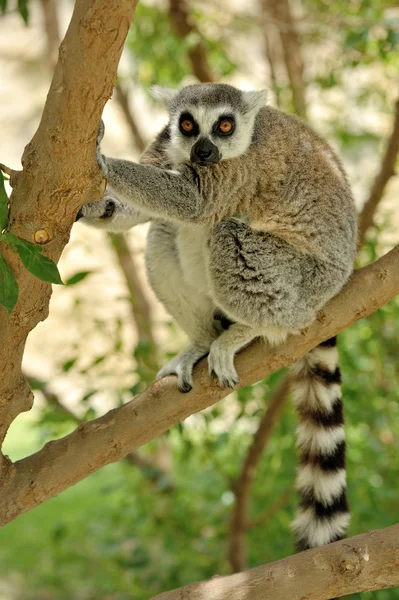 Lemur Kata je Madagaskar, sedící na stromě. — Stock fotografie