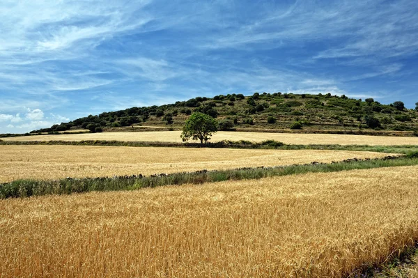 Paisaje rural con campos de trigo y montañas. Puesta de sol. España . — Foto de Stock