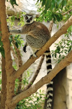 Madagaskar'ın ring-tailed lemur ağaçta oturuyor.