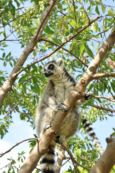 Lemur Kata je Madagaskar, sedící na stromě. — Stock fotografie