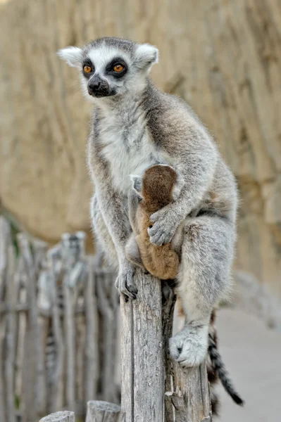 El lémur de cola anillada de Madagascar con el pequeño cachorro en la espalda . — Foto de Stock