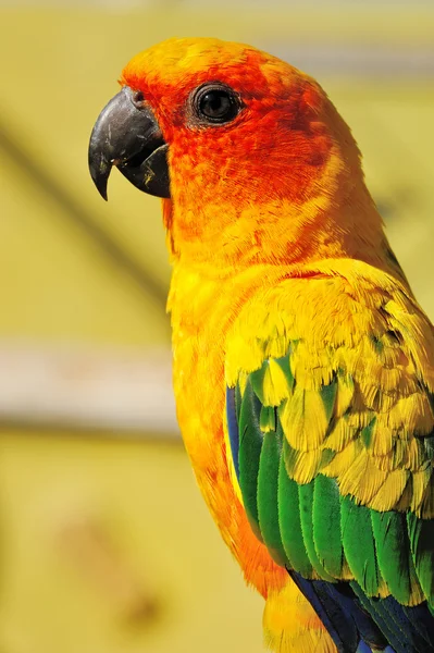 緑の翼を持つ熱帯の黄色いオウム, — ストック写真