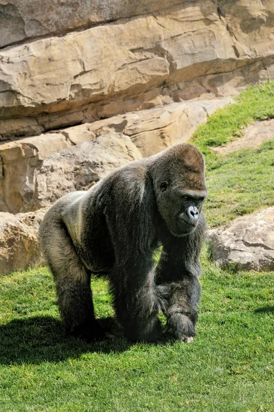 stock image Big male gorilla on the nature