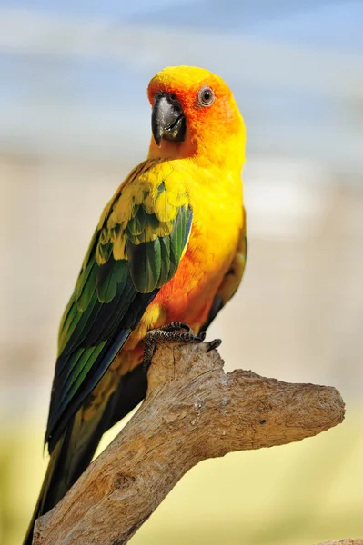 Perroquet jaune tropical aux ailes vertes , — Photo