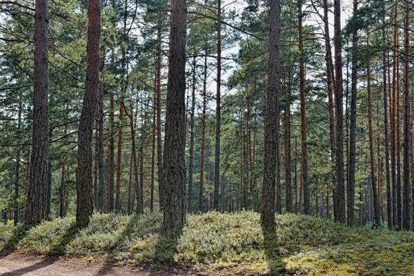 Stock image Beautiful view of the pine forest in sunny summer day.