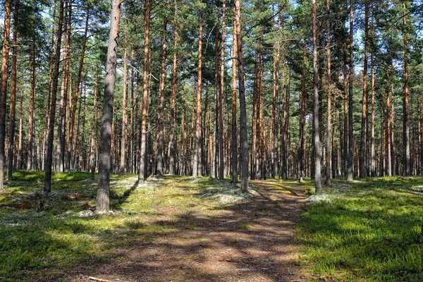 stock image Beautiful view of the pine forest in sunny summer day.