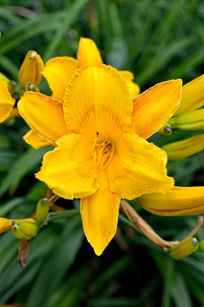 Yellow beautiful lily with natural background. — Stock Photo, Image