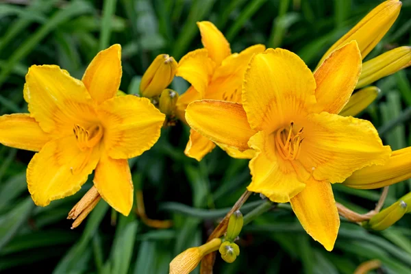 stock image Yellow beautiful lily with natural background.