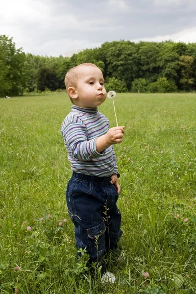 Красивий милий хлопчик в парку дме на кульбабу влітку — стокове фото