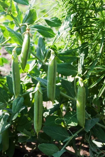 Green peas growing in the garden — Stock Photo, Image