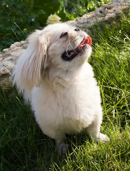 Perro de raza pekingese en un césped —  Fotos de Stock