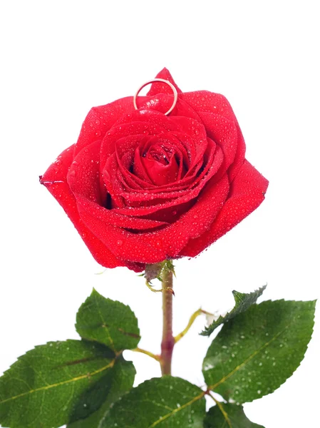 Роуз и кольцо — стоковое фото