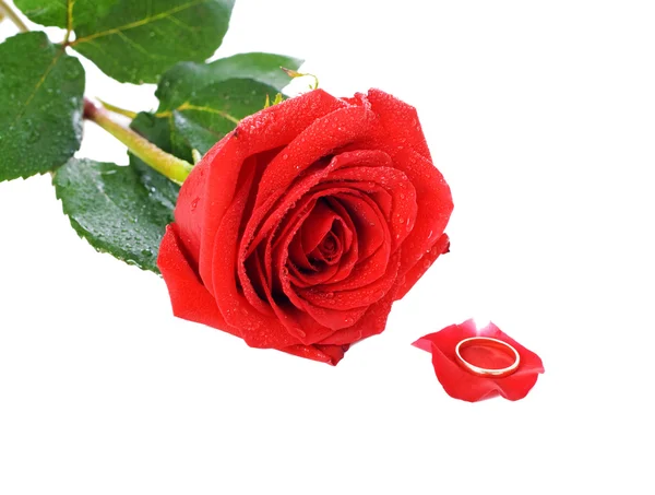 Роуз и кольцо — стоковое фото