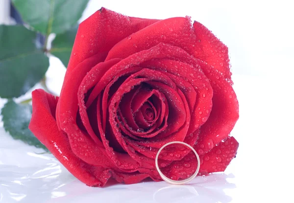 Rose und der Ring — Stockfoto