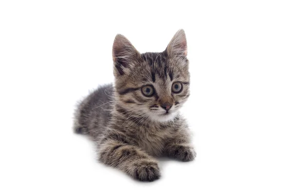 Kitten on white backgrounds — Stock Photo, Image
