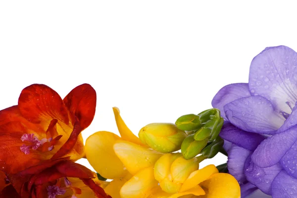 Mooie fresia's verschillende kleuren — Stockfoto
