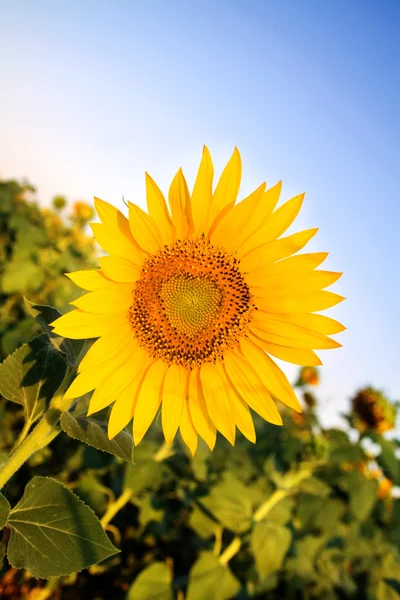 Zonnebloemen in het veld in de zomer — Stockfoto