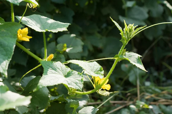 Çalılıklarda büyüyen küçük çiçekli salatalık — Stok fotoğraf
