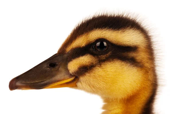 stock image Domestic duckling