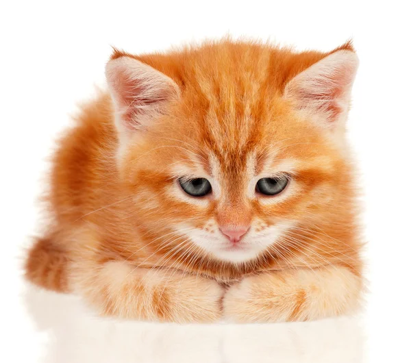 Red kitten — Stock Photo, Image