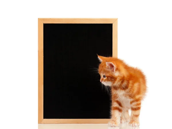 赤い子猫 — ストック写真