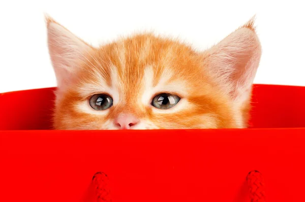 Κόκκινο γατάκι — Φωτογραφία Αρχείου