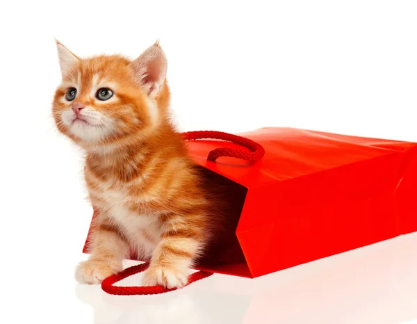 Kırmızı kedi yavrusu — Stok fotoğraf