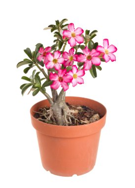 Desert Rose Impala Lily Mock Azalea clipart