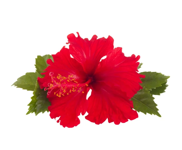 Czerwony kwiat hibiskusa — Zdjęcie stockowe