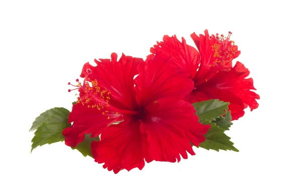Red hibiscus flower — Stock Photo, Image