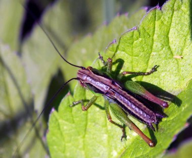 Colorful insect on leaf clipart