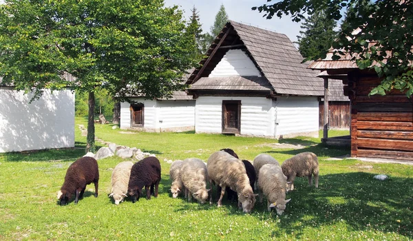 Moutons près des maisons folkloriques — Photo
