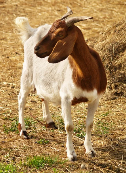 Portret koza — Zdjęcie stockowe