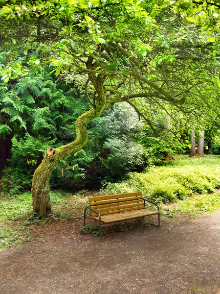 Bench under tree in park — Stock Photo, Image